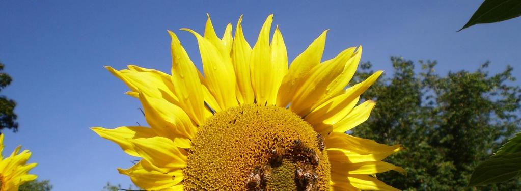 LOPUKSI Mehiläisiä ilman me emme voi elää!
