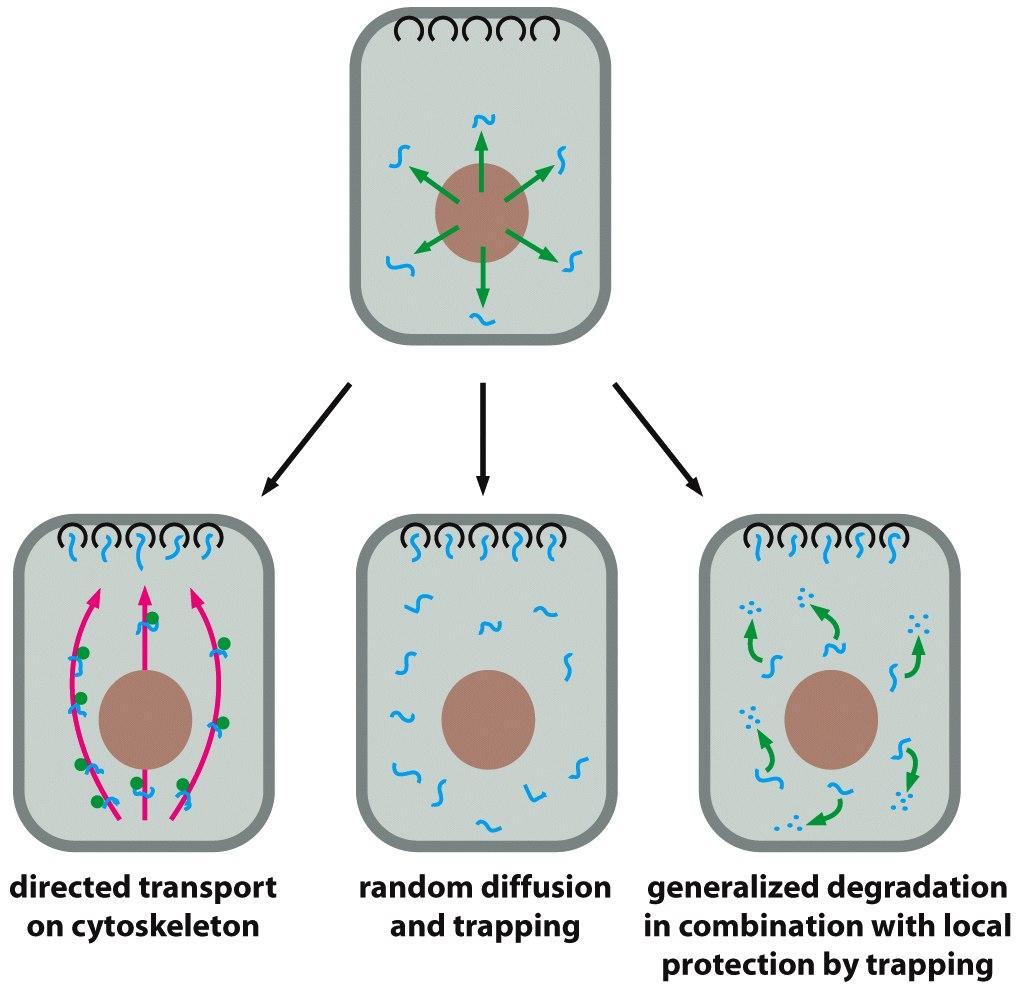Transkrip<on jälkeinen säätely RNA:n kuljetuksen säätely Transkrip<on jälkeinen