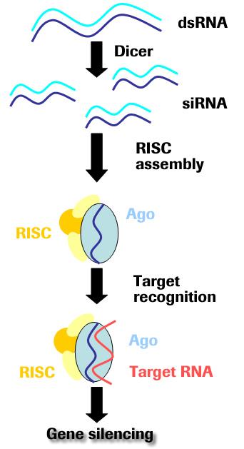 Geeni- ilmentymisen tutkimusmenetelmät RNA- DNA hybridisaa=on avulla voidaan tunnistaa transkripteja PCR:n avulla pystytään