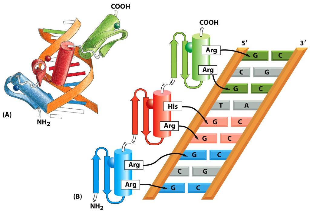 sormiproteiinit