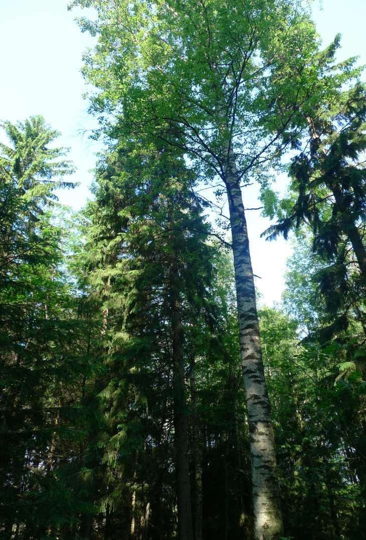 FCG SUUNNITTELU JA TEKNIIKKA OY Luontoselvitykset 8 (16) Vanhat metsät Hankealueen lounaisosassa on kapea kaistale monipuolista sekametsää, jossa kasvaa vanhoja lehtipuita sekä korkeita kuusia.