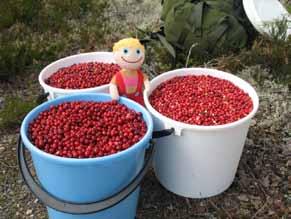 Aino Henttinen 013 330 8559 aino.