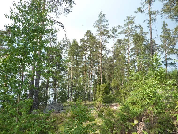 Luonnonolot Kasvillisuus Luonnonsuojelu Maaperä Näkymä rannasta metsään päin Alueen maasto laskeutuu varsin tasaisesti Elijärveen päin.