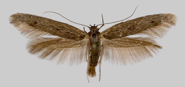 Scythris noricella (Zeller, 1843) Kuva: Pekka Malinen Tuntomerkit. Siipiväli 18-22 mm. Huulirihmat melko pienet. Takaruumis pitkä; alta vaaleanharmaa; koiraan perätupsu hyvin pitkä.