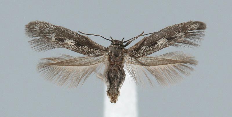 Scythris empetrella Karsholt & Schmidt Nielsen, 1976 Kuva: R.Siloaho Kuva: T. Rinta-Paavola Tuntomerkit. Siipiväli 8-10 mm.