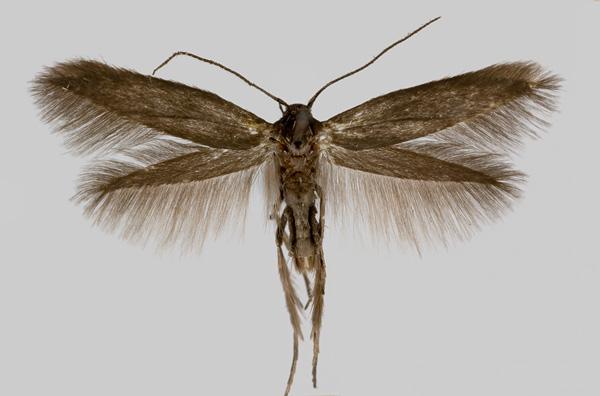 Scythris palustris (Zeller, 1855) Kuva: Pekka Malinen Tuntomerkit. Siipiväli 11-13 mm. Huulirihmat suhteellisen lyhyet, hieman pystyt. Etusiivet harmahtavan pronssinväriset, kiiltävät.