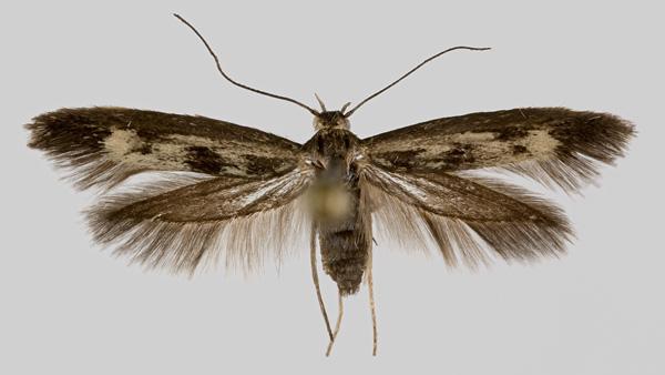 Scythris limbella (Fabricius, 1775) Kuva: Pekka Malinen Kuva: Pekka Malinen Tuntomerkit. Siipiväli 14-16 mm.