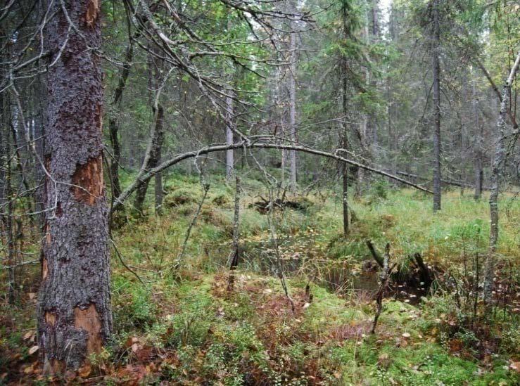 Etelä- ja Pohjois-Suomessa vuosisadan