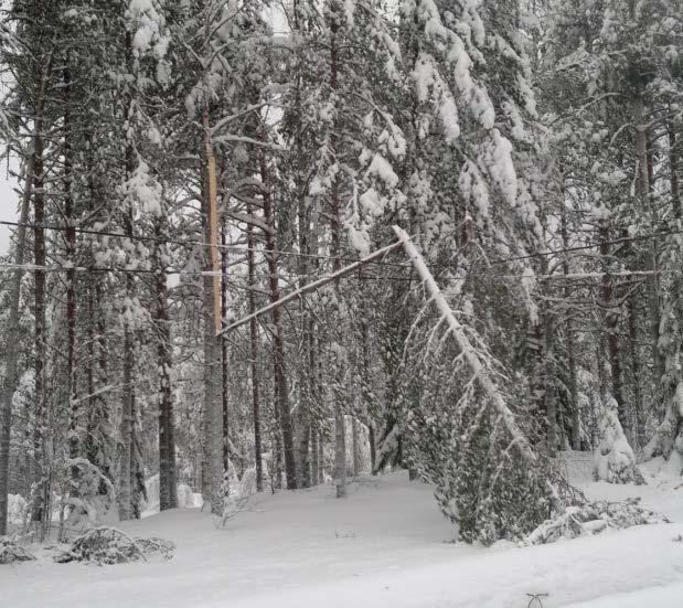 Maa ei routaannu, lumi sataa räntänä