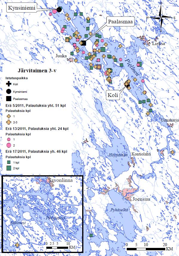 3-v taimen Pielisessä Paalasmaalta ja Kolilta 2x