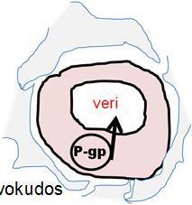 rifampisiini, mäkikuisma) Imeytymisvaihe Suolen epiteelisolut Jakautuminen Erittyminen Maksan hepatosyytit Uptake-transportterit (sisäänotto) OATP (organic anion transporting polypeptides) -