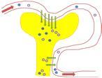 substraatteja CYP Inhibiittoreita Substraatteja CYP2D6 fluoksetiini, paroksetiini terbinafiini useat neuroleptit useat trisykliset AD:t kodeiini, tramadoli metoprololi, propranololi useat AD:t
