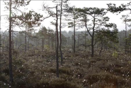 Kuva 64: Högmossen (vas.) ja lyhytkortinen neva Nedermossenin keskiosassa (oik.). Valokuva: Ville Yli-Teevahainen.