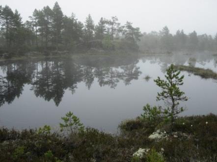 Vaarantunut (VU) Kanervapussikoi (Coleophora pyrrhulipennella) 19 Silmälläpidettävä (NT) Rämevihersiipi (Rhagades pruni) 141 Silmälläpidettävä (NT) Suoaamukääriäinen (Clepsis pallidana) 3