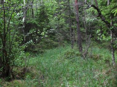 Kuva 67: Vehreä