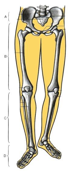 Reisiluun (femur) pyöreä yläpää (capus ) niveltyy lonkkaluun sivuilla sijaitseviin nivelkuoppiin (fossa acetabulare). Reisiluun alapää taas niveltyy polvinivelessä sääriluun (tibia) yläpään kanssa.