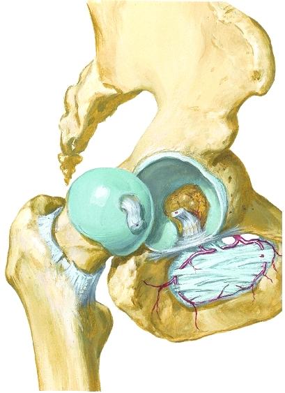 Nikamavälilevy Sacrum, ristiluu Tuber ossis ischii Spina ossis ischii Foramen ischiadicum majus (Nervus ischiadicus poistuu tästä) Lig. sacrospinale Foramen ischiadicum minus Lig.