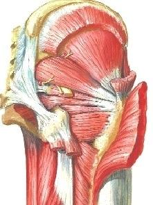 gluteus maximus. Pakaraseudun lihakset: m. glutaeus maximus, media et minimus, m. piriformis, mm. gemelli, m. obturatorius internus et quadratus, m. tensor fasciae latae.