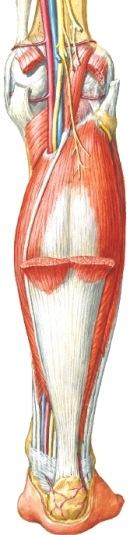 gastrocnemius, kaksoiskantalihas, caput laterale ja caput mediale M.