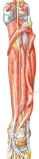 peroneus (fibularis) longus et brevis. M6p s595-6; Gray2p s595-6; Netter 520-1 M.