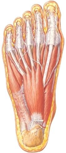 flexor hallucis longus, isovarpaan pitkä koukistajalihas Jänteet kulkevat mediaalimalleolin taitse jalkapohjaan Nervus tibialis