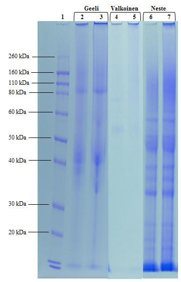 alayksiköitä ja paljon molekyylipainoltaan pieniä 3,5 10 kda kokoisia alayksiköitä, jotka geeliproteiinista ja valkoisesta osasta puuttuivat kokonaan. 58 Kuva 24.