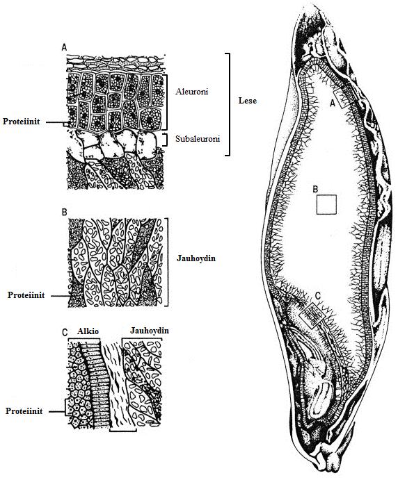 9 2 KIRJALLISUUSKATSAUS 2.1 Ohran proteiinit Ohrassa on proteiineja 8 15 % jyvän kuivapainosta (Shewry 1993).
