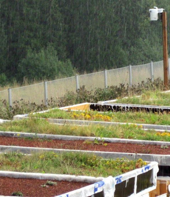 KOEVIHERKATTOJEN PERUSTAMINEN: 2 kk perustamisen jälkeen syksyllä 2013 Kasvillisuus a) taimet ja siemenkylvö planted (suomalaisia niittykasvien siemeniä) b) esikasvatetut, Ruotsista tuodut