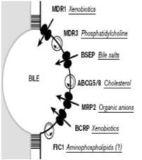 Maksasolujen kuljetusproteiinit MRP2 mutaatio Dubin-Johnsonin syndrooma e-pillerit keltaisuus MDR3 (ja BSEP) mutaatio/esto