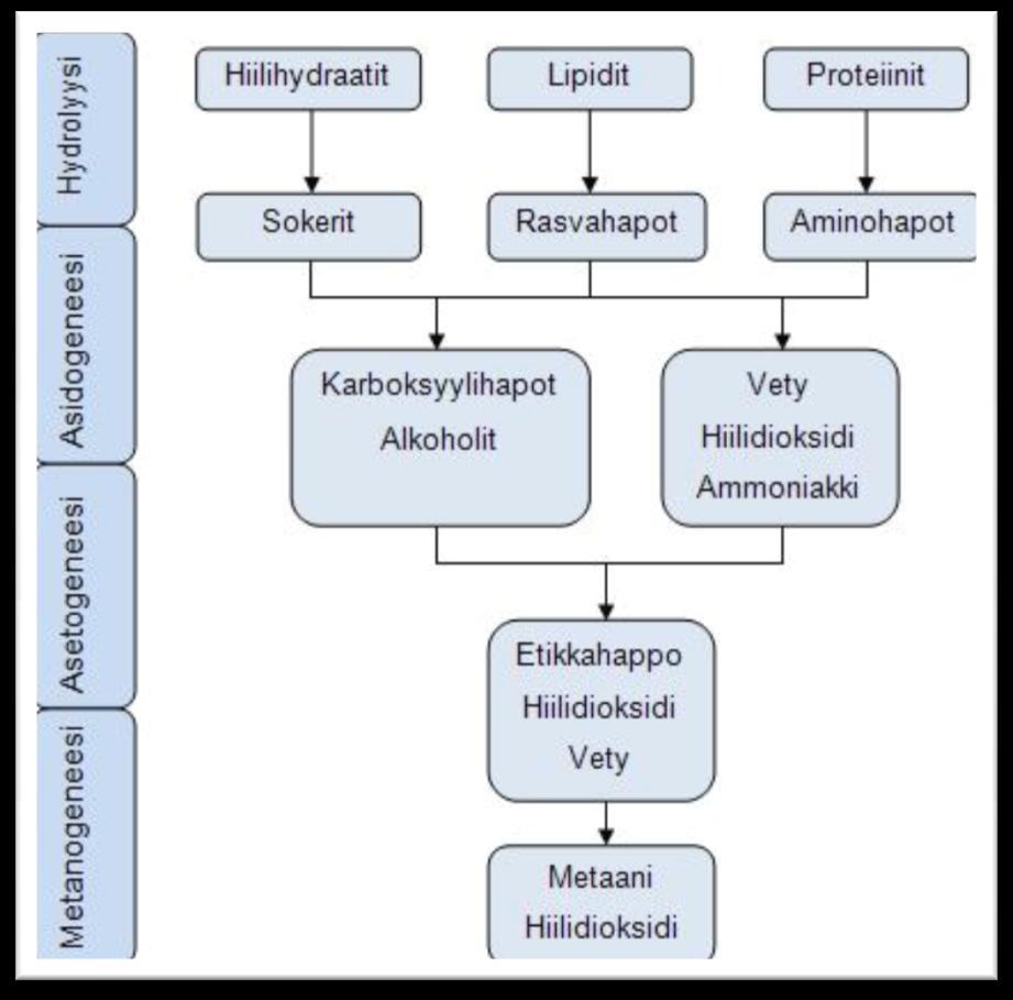 18 Kuva 3. Biokaasutusprosessin osavaiheet (Manu 2011, 17). 2.5.