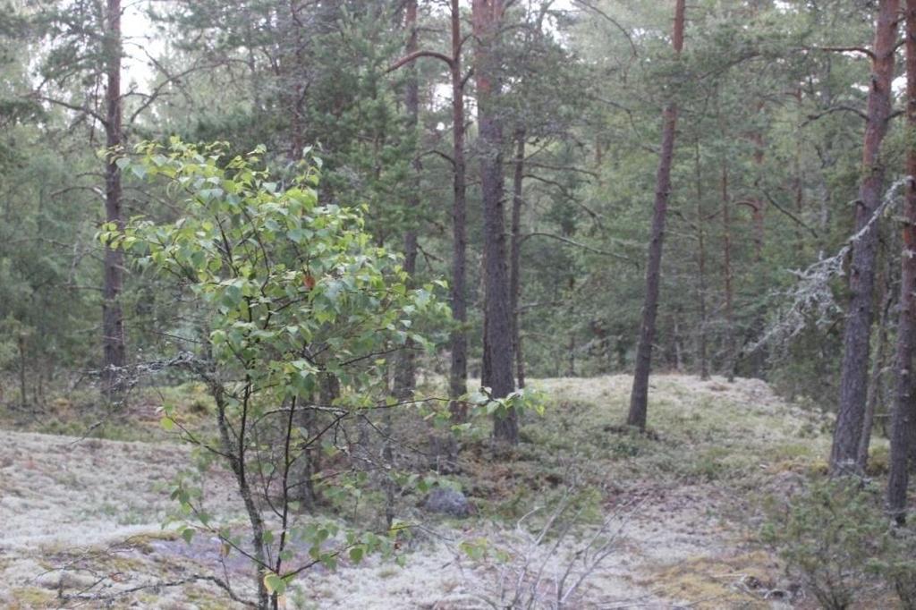 Kalliopainanteissa kasvaa metsälauhaa, puolukkaa, variksenmarjaa, kanervaa, juolukkaa, sananjalkaa ja jänönsaraa.