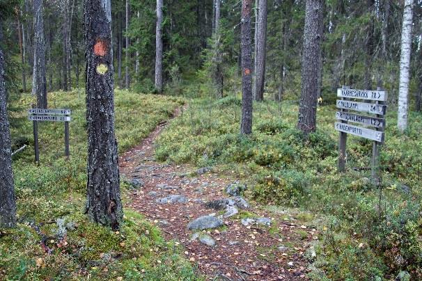 5 kilometrin matka kansallispuiston rajalle ja Mallaslahden laavulle on yksinäistä korpea