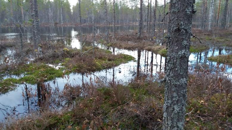 Viitat osoittavat Talonpojan taipaleelle,