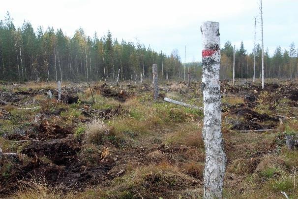 siirtyy metsän puolelle.