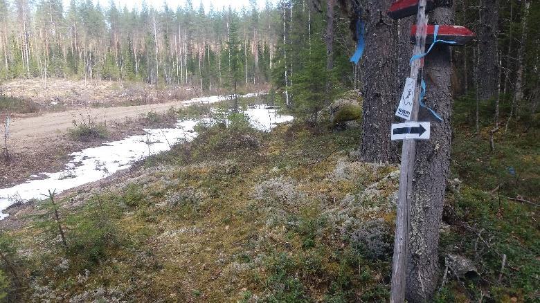 400m jälkeen ennen seuraavaa metsäautoteiden risteystä polku oikaisee