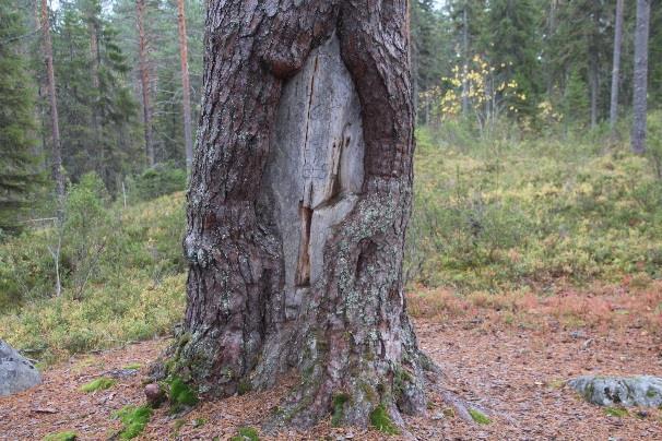 Murtovaaralle noustessa on keskellä metsää viitat Tammimaja 1, Murtovaara 500m ja