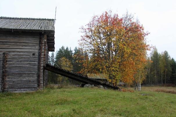 Talomuseolle tullessa on ennen porttia infotaulu ja leveä polku karsikkopetäjälle.