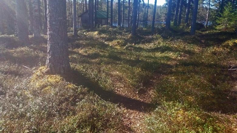 Peurajärven rannalla olevalle erämökille vie polku, laavulle vie Y- risteyksen vasen