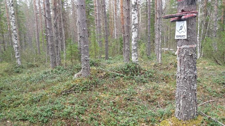 Juomalammen päässä toinen polku jatkuu rantaa etelään, Talonpojan taival nousee