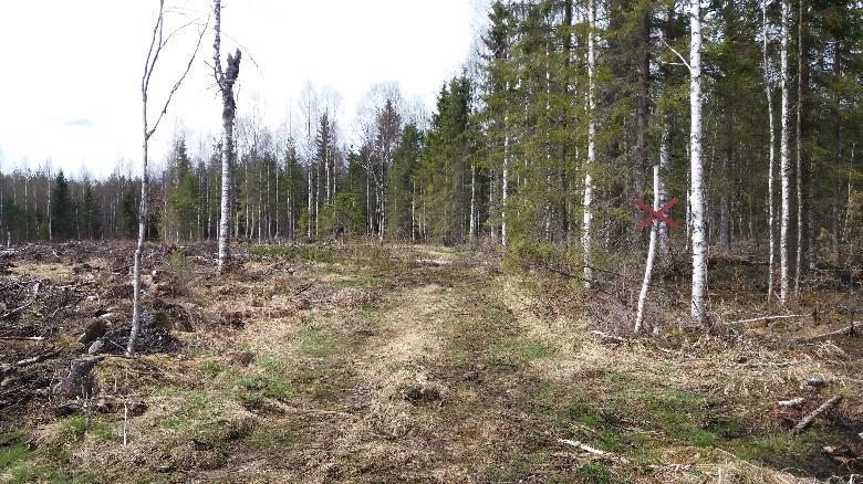 Viivasuora ura tulee aikanaan erikoisen rumaksi jätetylle hakkuuaukolle, kulkee sen