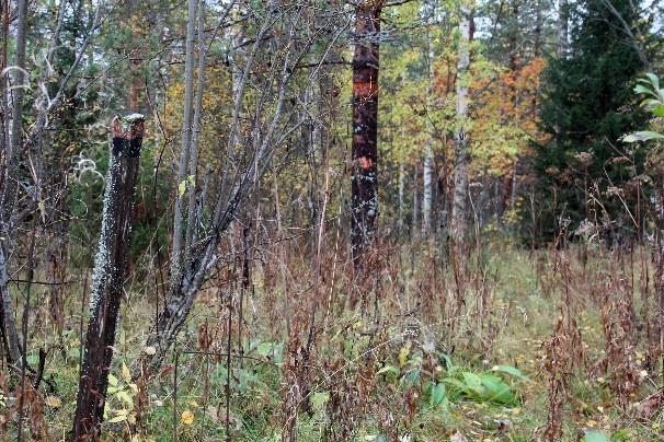 parkkipaikasta asfalttitietä ylämäkeen