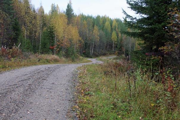 Risteyksessä on viitta pikitielle ja polun