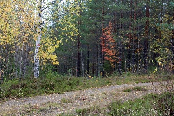 Talaksentammi 5 ja Mujejärven tammi 9,5,