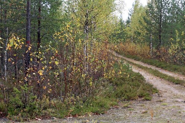 Ensimmäinen ja vähemmän käytetty