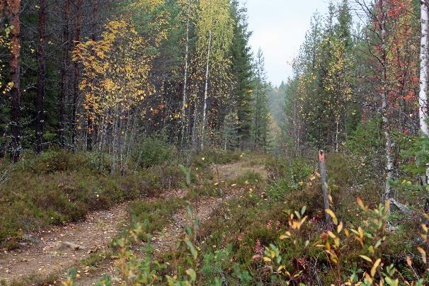 ainoastaan hento oranssi vyö nuoressa