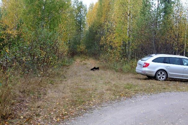 Valkeinen 9 ja 15 Tammikänppä.