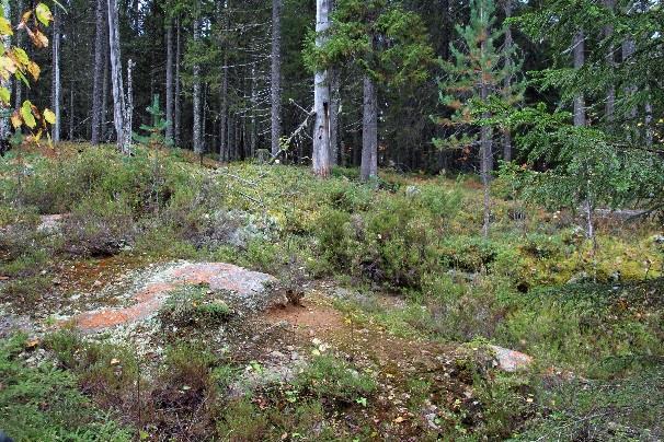 Polku poikkeaa ylhäällä uralta täysin huomaamattomasti 150m ennen
