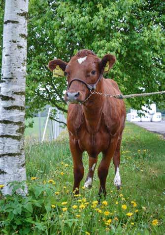 parhaista parhaat Alkioiden juhlaa Kuluva vuosi on merkittävä alkiotuotannon virstanpylväs.