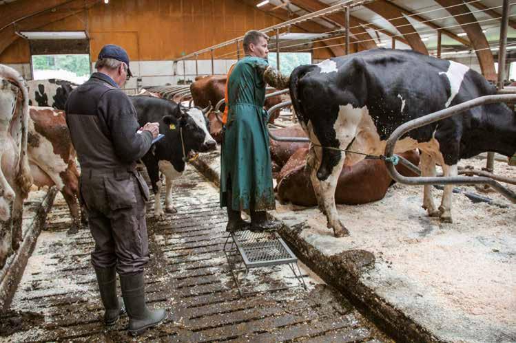 katse eteenpäin Faban korokkeella yltää tarkastamaan korkeammankin holsteinin.