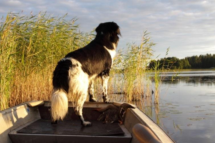luontainen toiminta. Noutajana se on pehmeäsuinen eikä vahingoita saalista puremalla. Samoin tarkan nenänsä ansiosta myös jäljestävänä koirana se toimii hyvin.